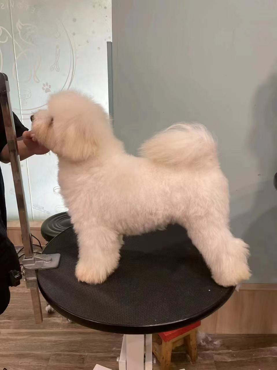 比熊幼犬，喜欢的可以了解下，图片是妈妈美完容的照片